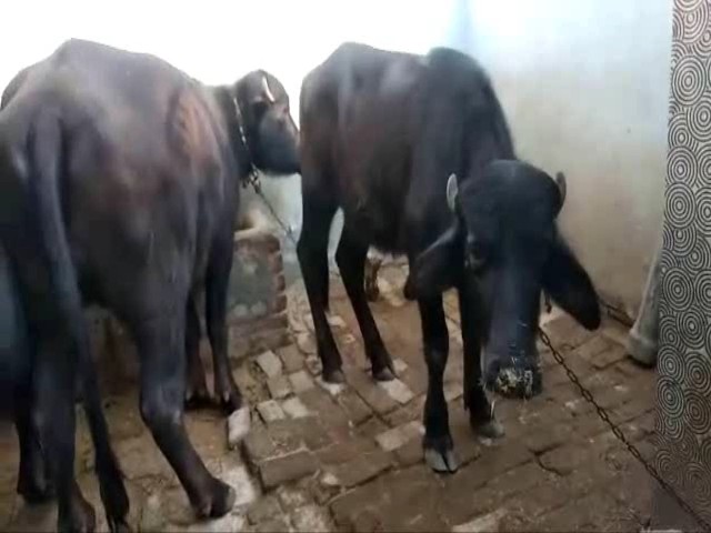 animals died in bhiwani