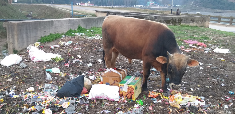 garbage in sundernagar