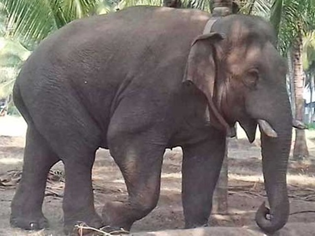 elephant