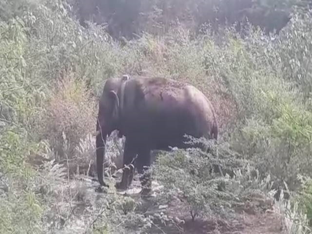 elephant