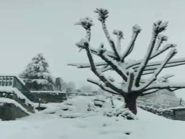 loss due to snowfall and rain in kullu