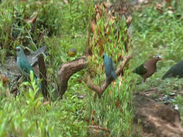 foreign tourists reaching nainital for bird watching