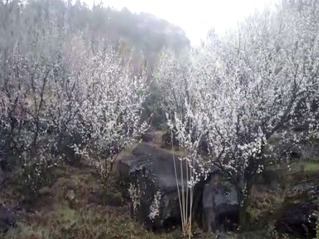 almond and plum production