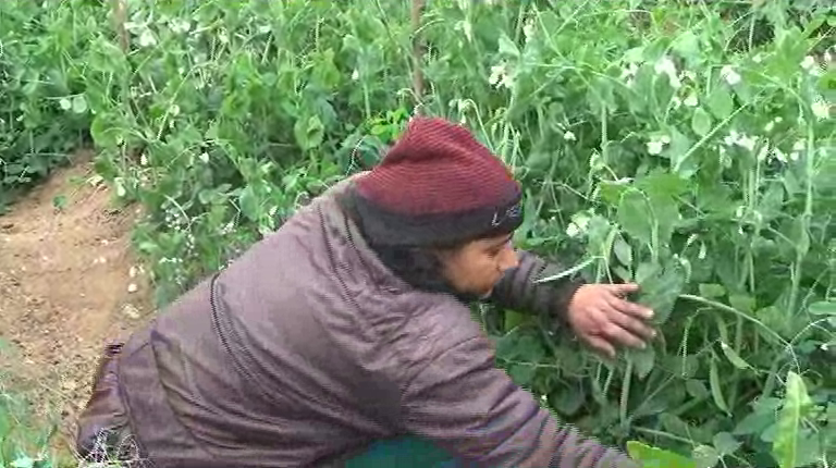 female farmer kalpna sharma