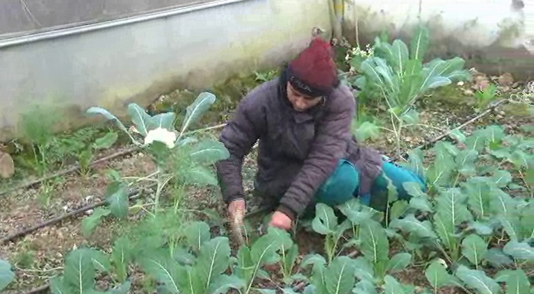 female farmer kalpna sharma