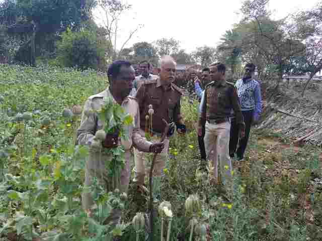 dumka police destroyed opium crop