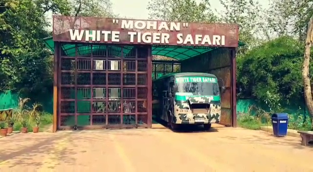 white tigers, safari