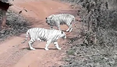 white tigers, safari