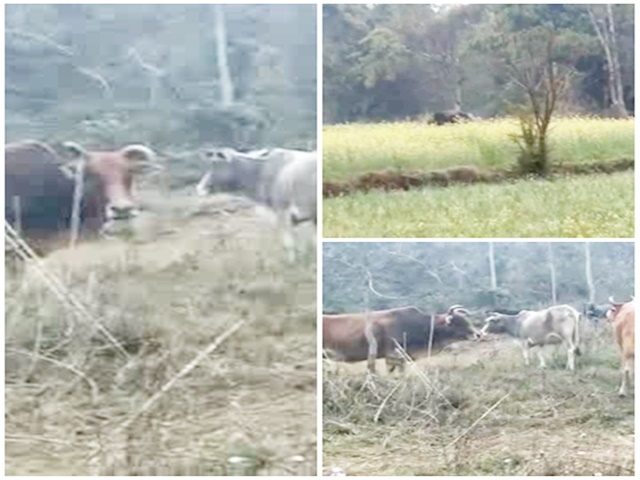 farmer disturbs stray animals