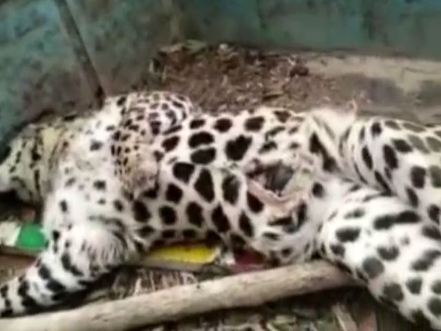 Leopard dead body