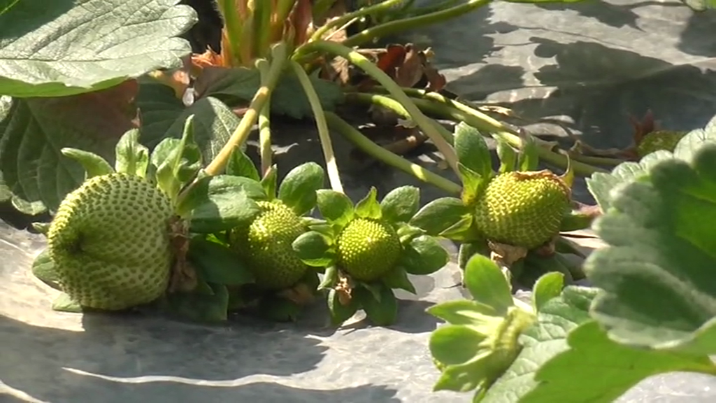 Himachali Strawberry