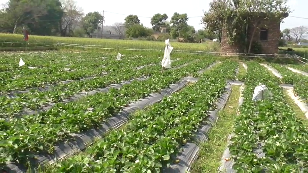 Himachali Strawberry