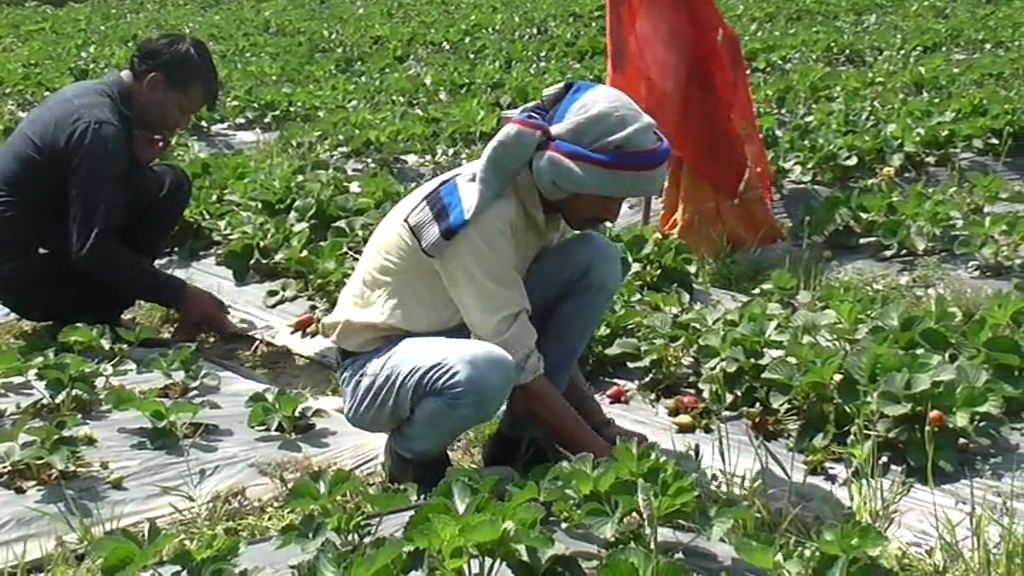 Himachali Strawberry