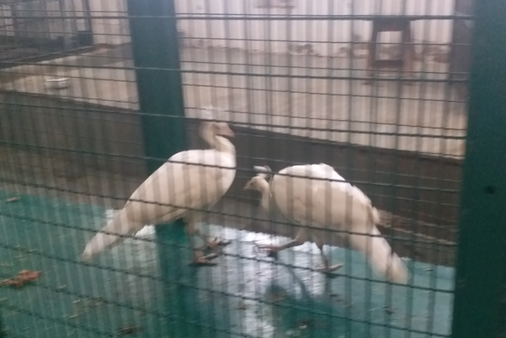 white peacock coming in Delhi zoo over Animal Exchange Program