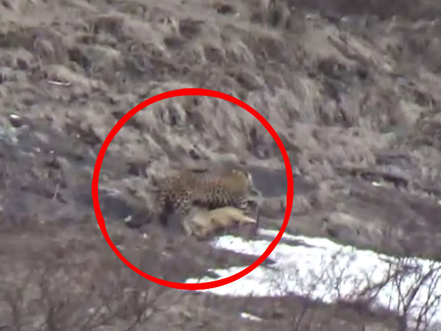 viral video of leopard hunting dog in manali