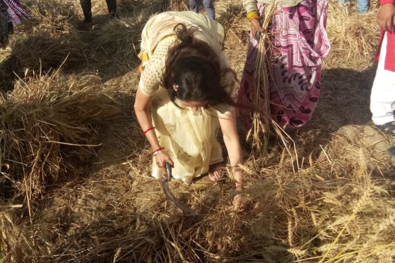 Hema malini attempts to harvest votes from Mathura fields