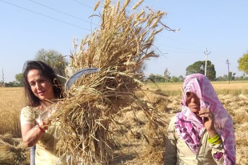 Hema malini attempts to harvest votes from Mathura fields