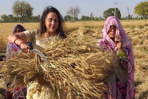 Hema malini attempts to harvest votes from Mathura fields