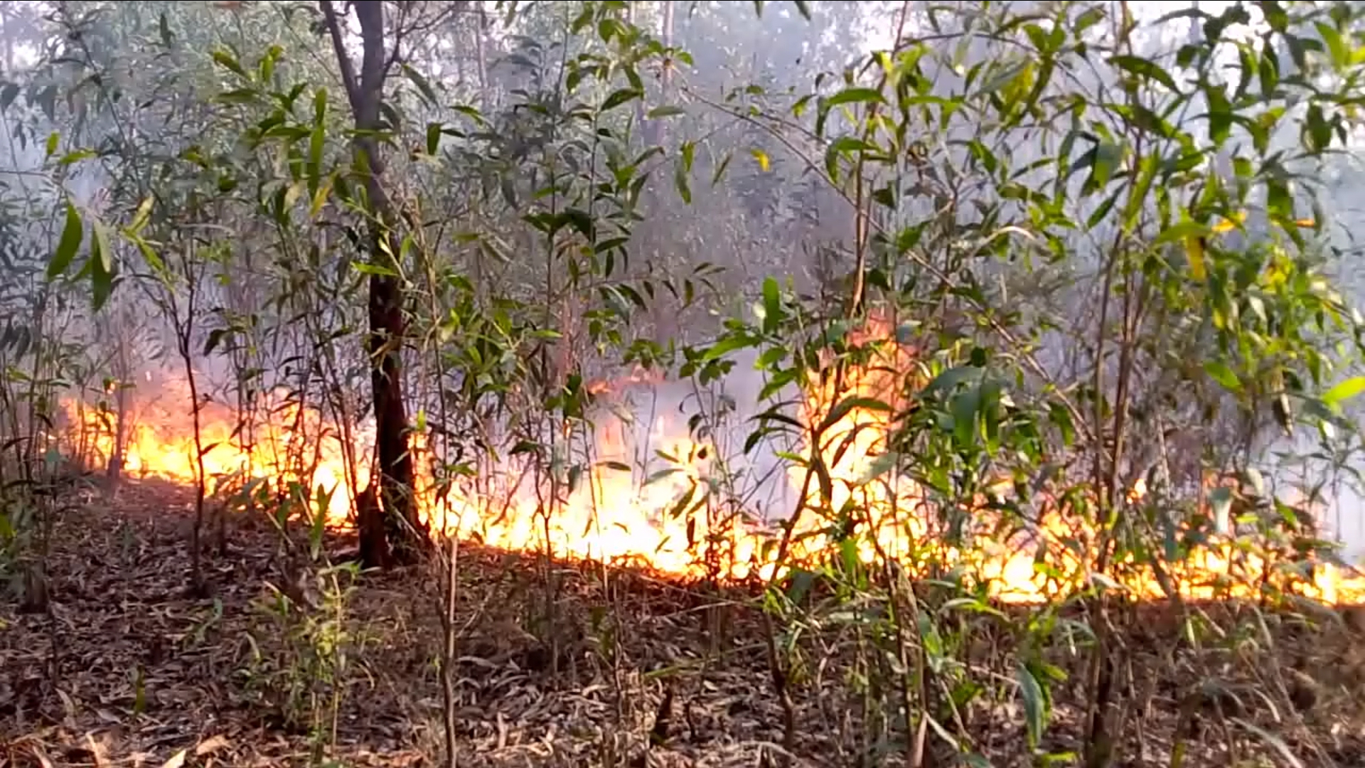 fire in the forest of east singhbhum