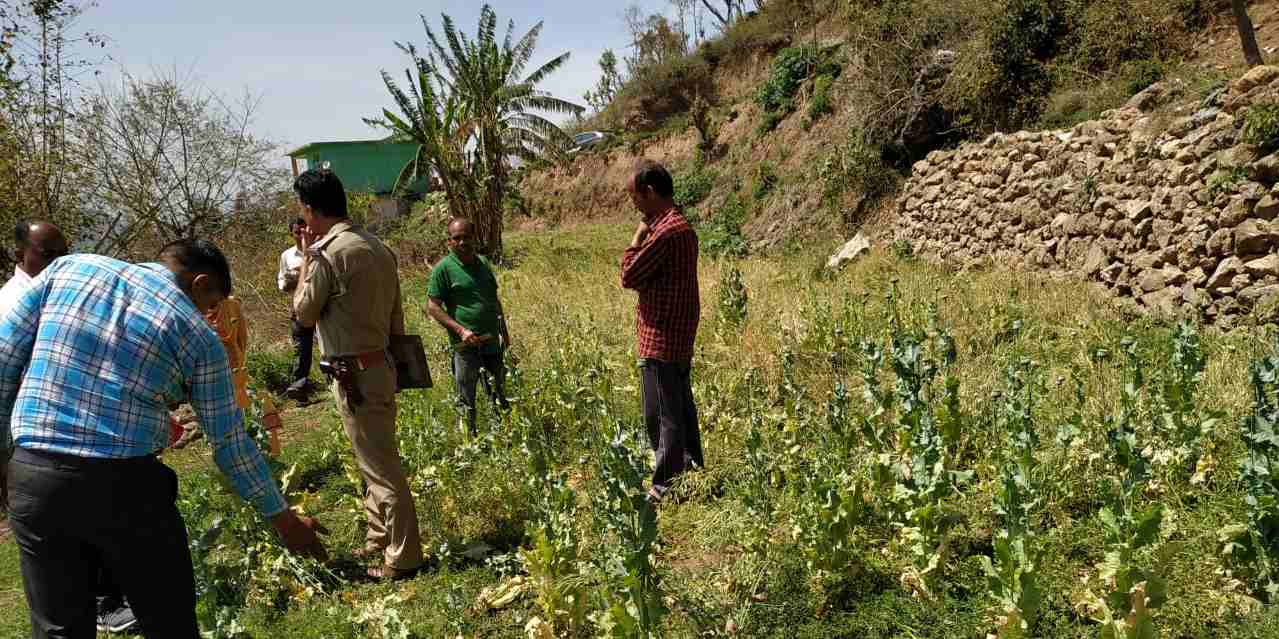 Opium farming exposed