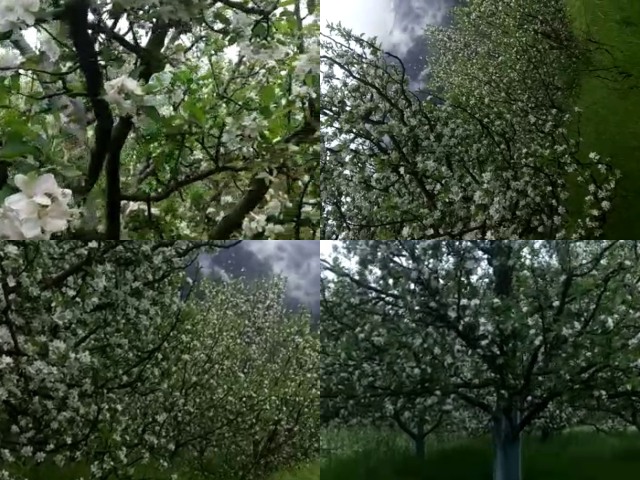 Apple plantation