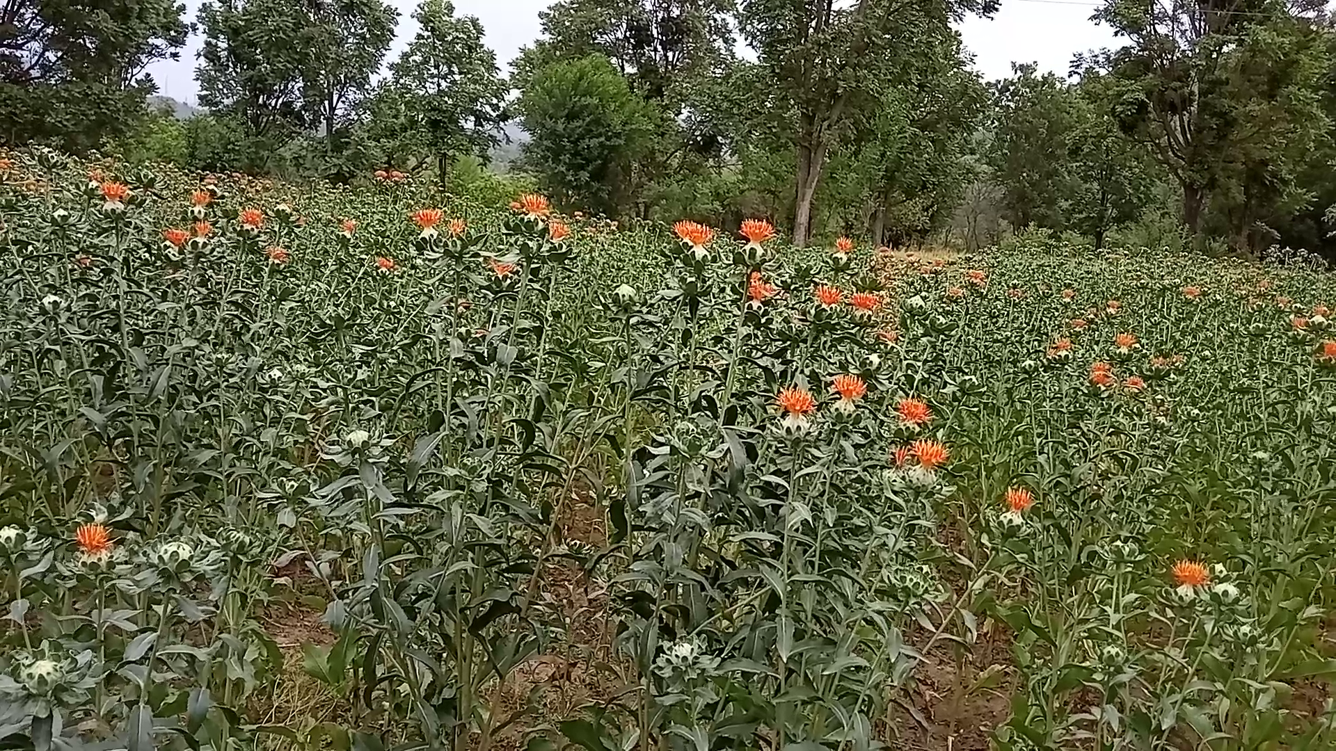 Saffron grown in 40 degrees temperature