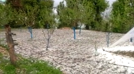 crops destroyed due to snowfall in himachal