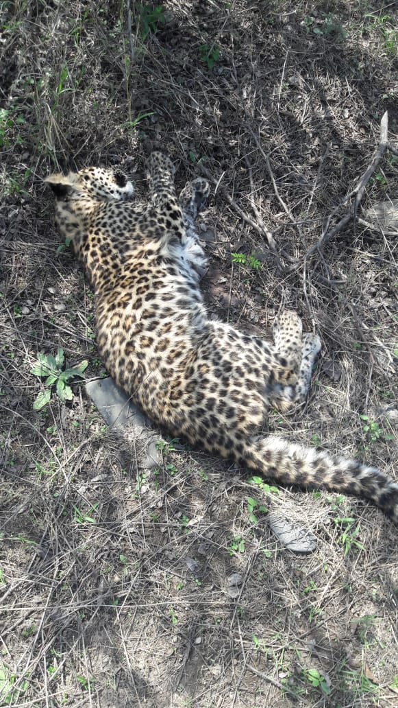 leopard deadbody