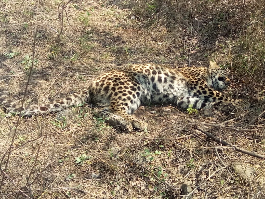 leopard deadbody