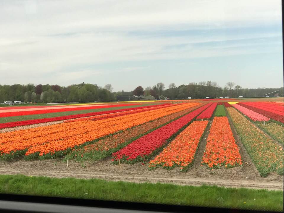 holland-has-been-city-of-tob-flowers-1-1-1