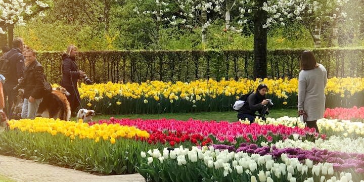 holland-has-been-city-of-tob-flowers