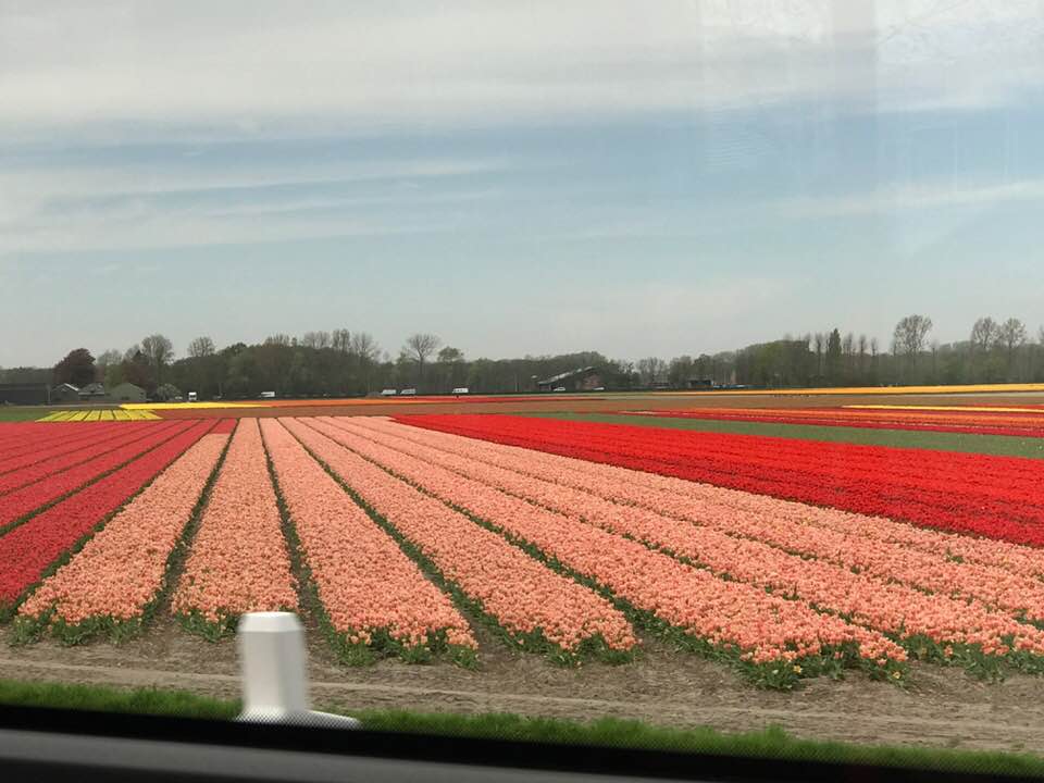 holland-has-been-city-of-tob-flowers-1-1-1