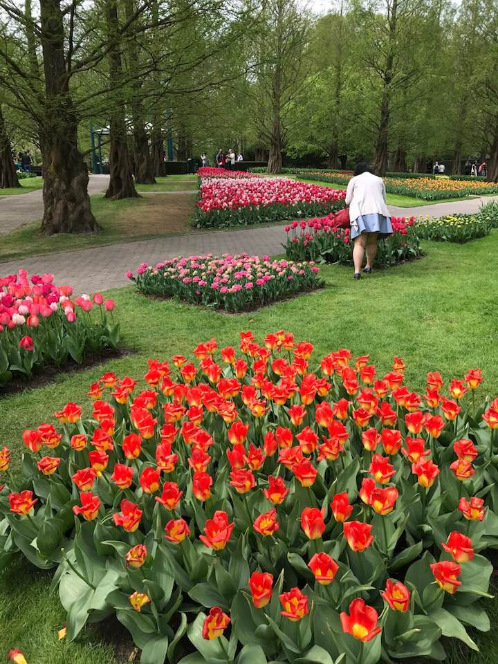 holland-has-been-city-of-tob-flowers