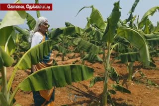 முதுமையிலும் இந்தியாவின் முதுகெலும்பை நிமிர செய்யும் கோவை மூதாட்டி