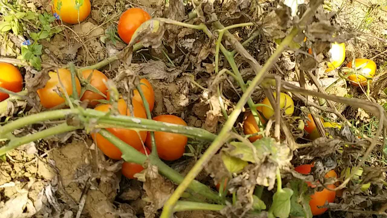 tomato field