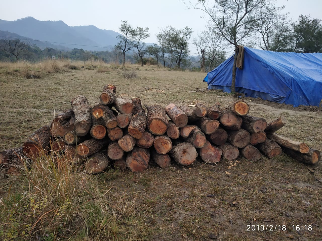 वन विभाग ने पकड़े खैर के मोच्छे.