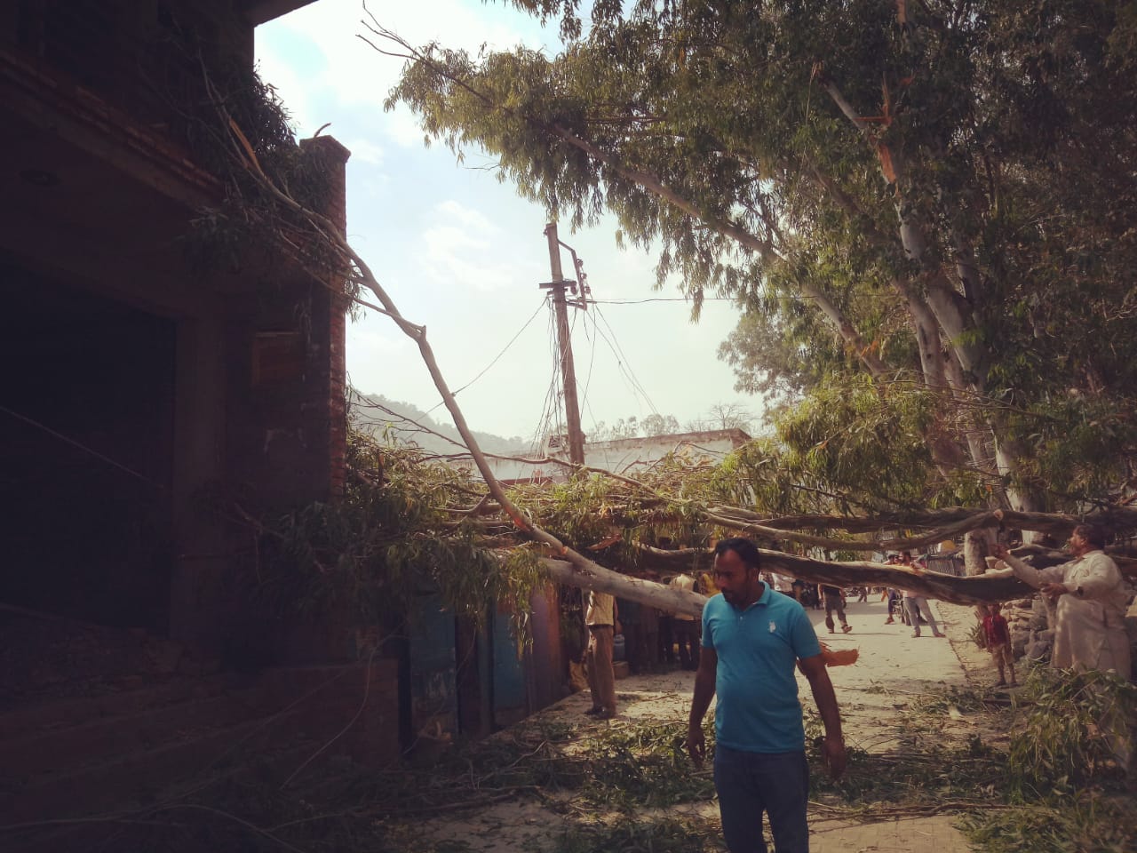 tree drop near staun bazar