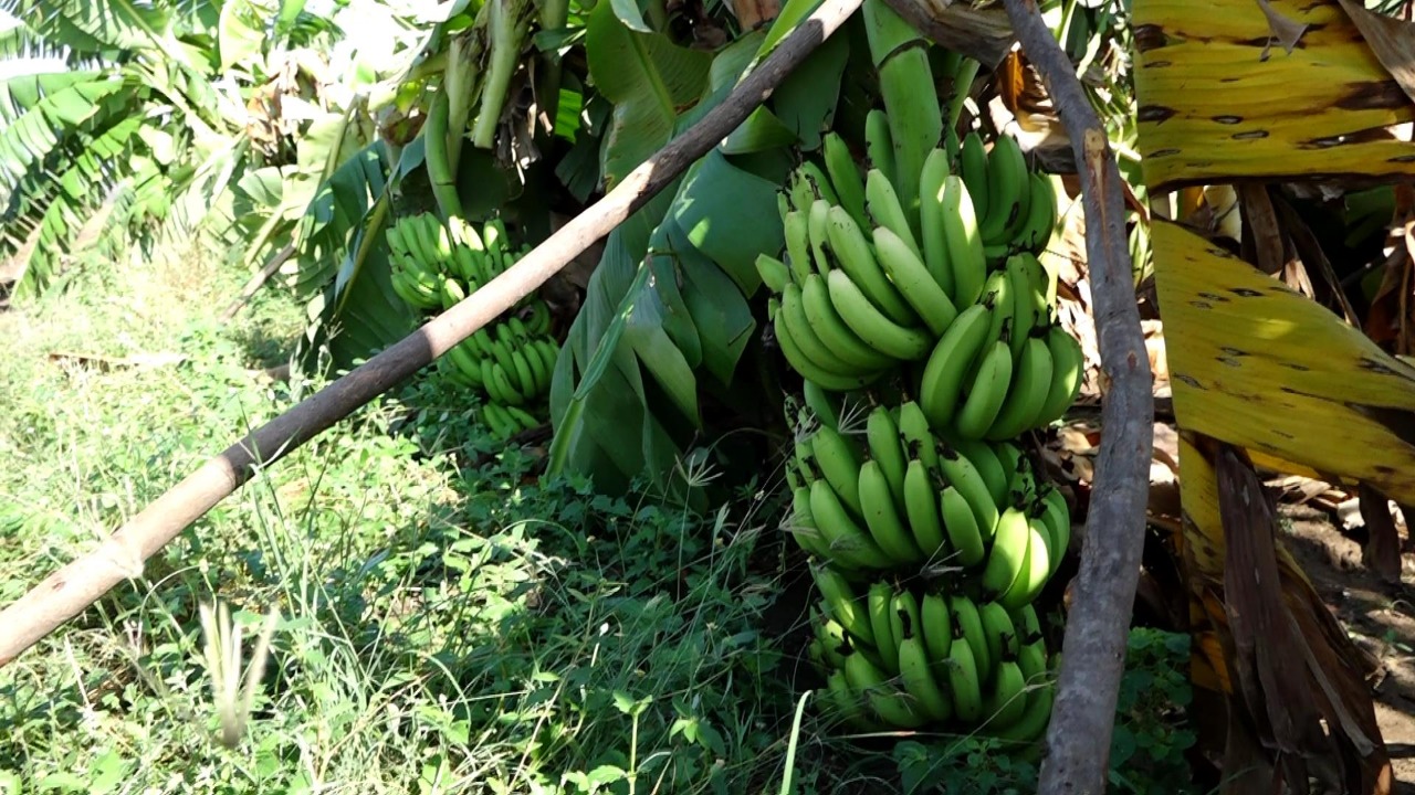 banana tree disaster