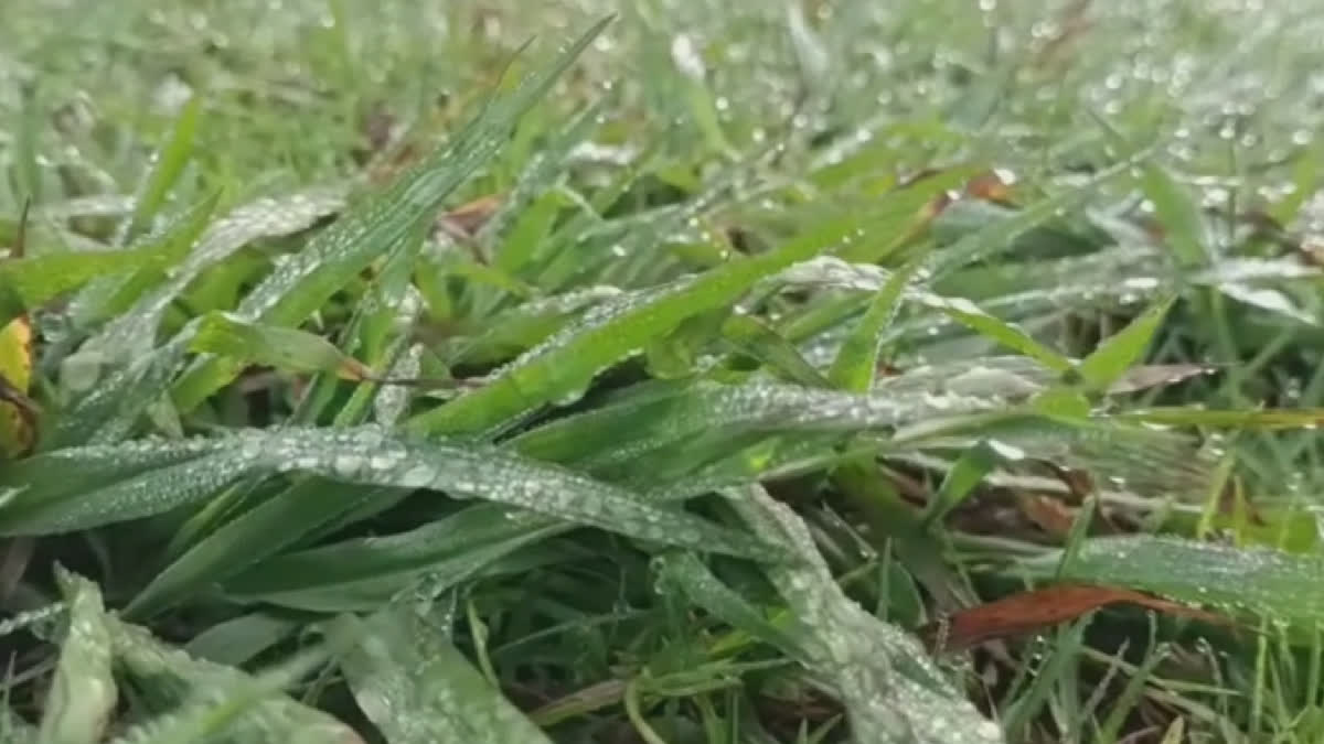 நீலகிரியில் நீர் பனியின் தாக்கம் அதிகரிப்பு... கடும் குளிரால் அப்பகுதி மக்கள் அவதி!, nilgiris-water-ice-impact-increased