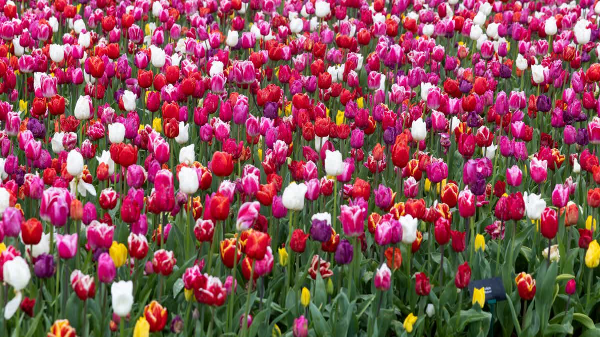 Tulip garden in Srinagar