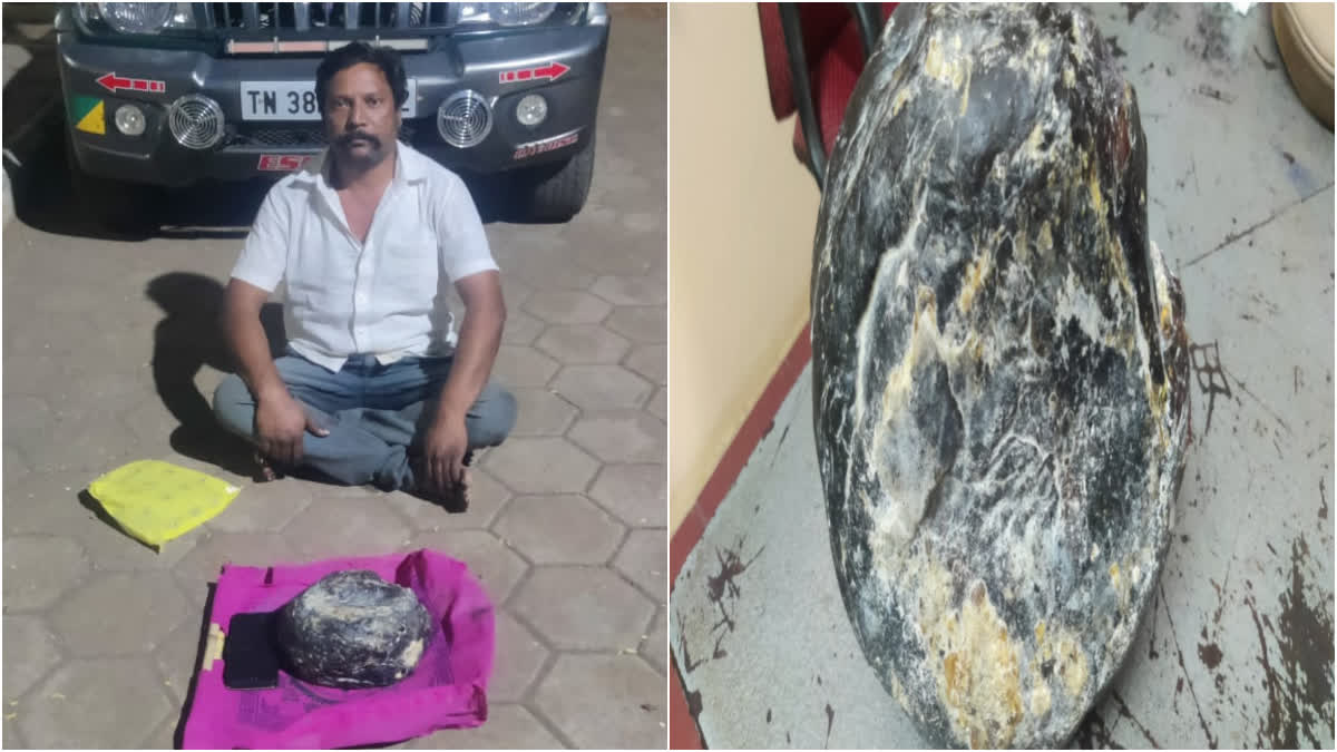 ambergris-worth-rs-6-lakh-seized-in-coimbatore