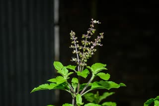 Holy Basil Help for Weight Loss