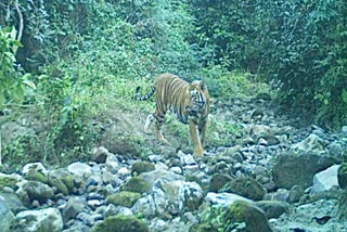 বাঘের দর্শনে খুশি বন দফতর