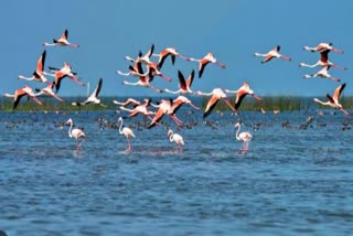 Annual Bird Census