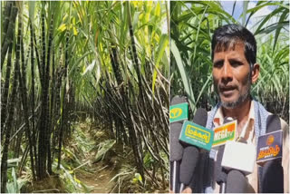 farmers eagerly waiting for government announcement about pongal sugarcane