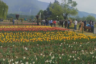 File photo: Indira Gandhi Memorial Tulip Garden