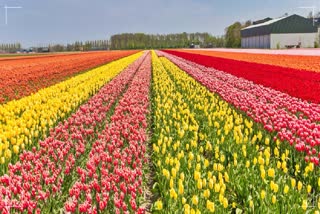 Tulip garden in Srinagar