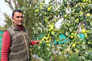 Apple Ber Farming