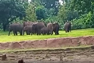 Elephant terror in Surguja