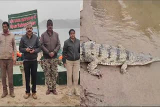 Alligators in Chambal